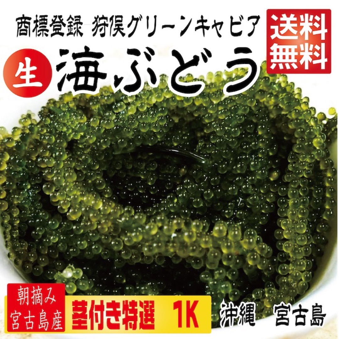 生 海ぶどう 沖縄 宮古島 直送！茎つき 1キロ 食品/飲料/酒の食品(魚介)の商品写真