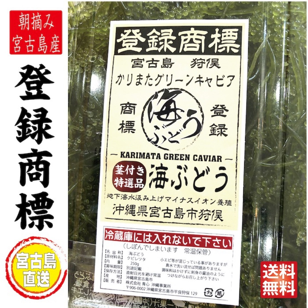 生 海ぶどう 沖縄 宮古島 直送！茎つき 1キロ 食品/飲料/酒の食品(魚介)の商品写真