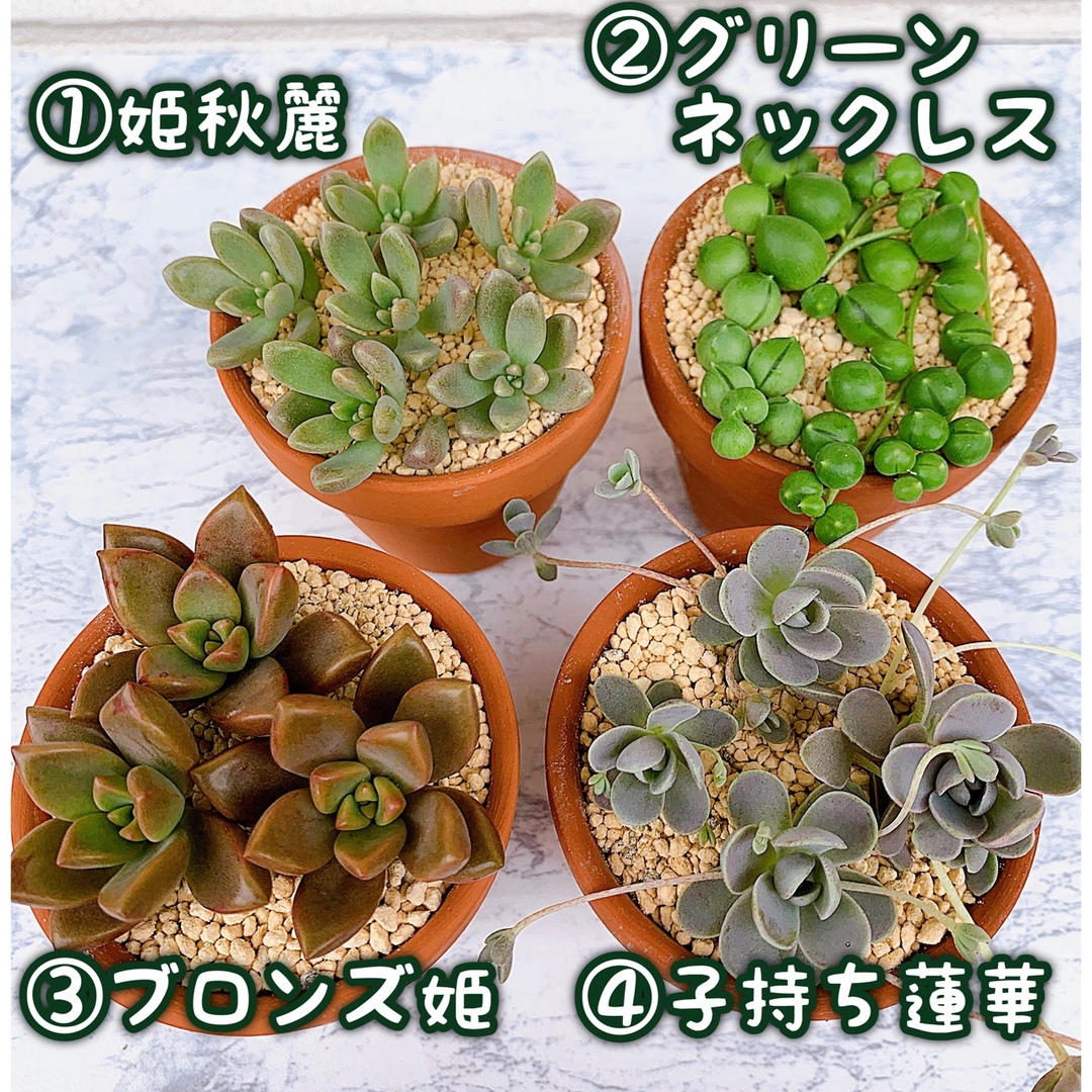 第一ネット 無農薬 多肉植物 セダム ちまちま カット苗 そのまま飾れる
