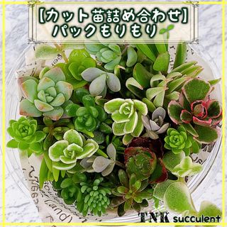 パックもりもり【セダム中心カット苗詰め合わせ】多肉植物　６cm容器(その他)