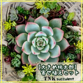 【大きめ桃太郎付き】寄せ植えセット　セダム大量カット(その他)