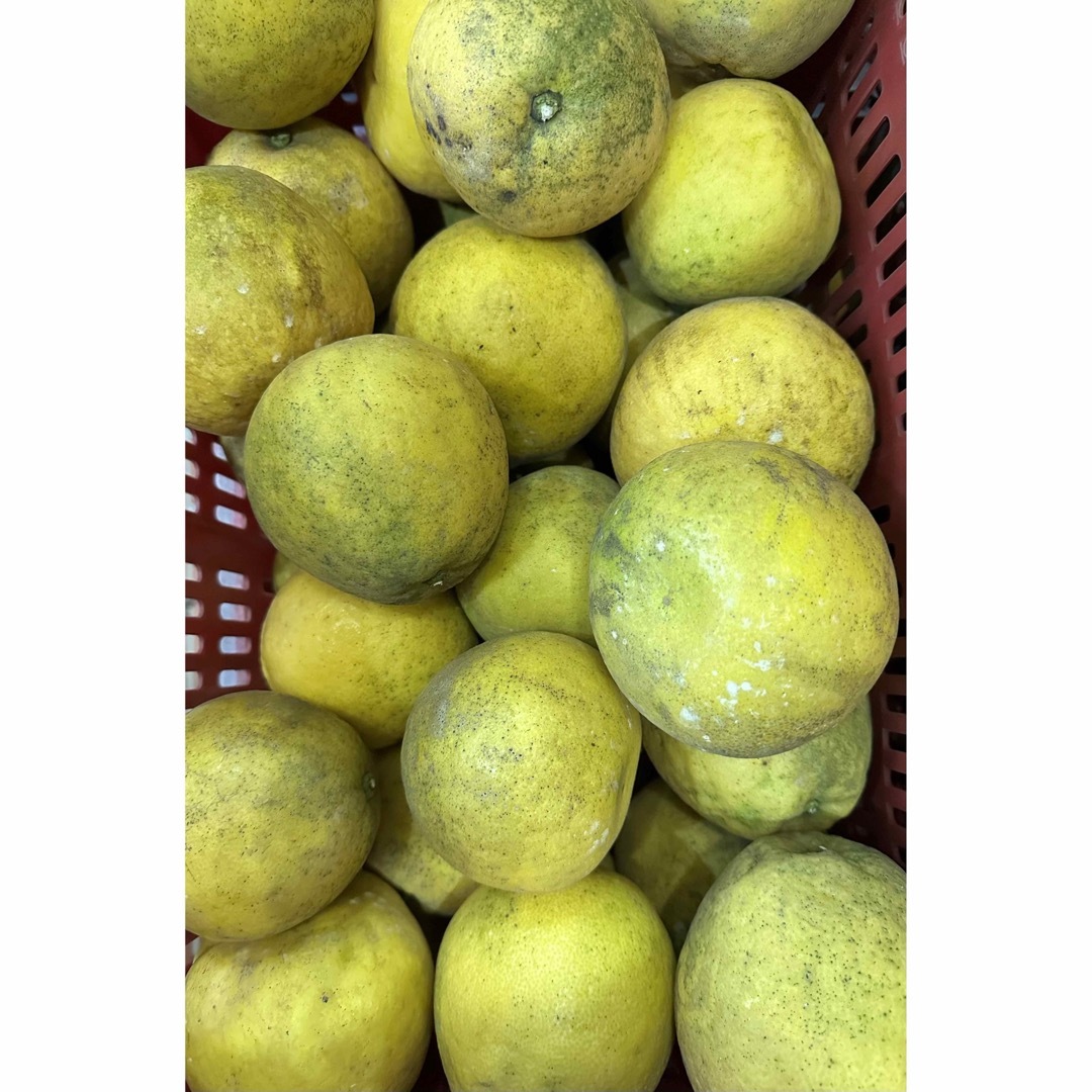 愛媛県産 低農薬 宇和ゴールド 河内晩柑 15kg