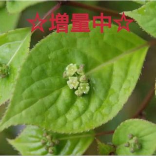 増量中❣️ハナイカダ 花筏 挿し穂さ5本(その他)