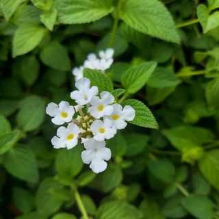 ランタナ白　挿し木　5本(プランター)