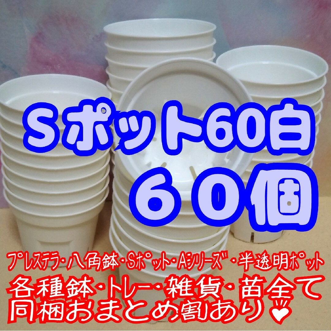 《Sポット60》白 60個 スリット鉢 プラ鉢 2号鉢相当 多肉植物 プレステラ ハンドメイドのフラワー/ガーデン(プランター)の商品写真