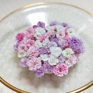 〖100粒以上〗 かすみ草 ドライフラワー💐(ドライフラワー)