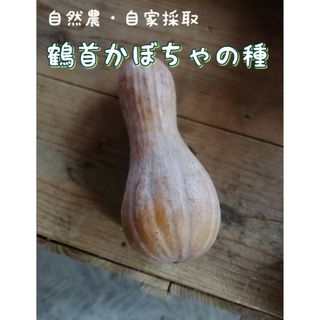 【自家採種】鶴首南瓜の種　8粒　家庭菜園　鶴首カボチャ　鶴首かぼちゃ　野菜の種(野菜)