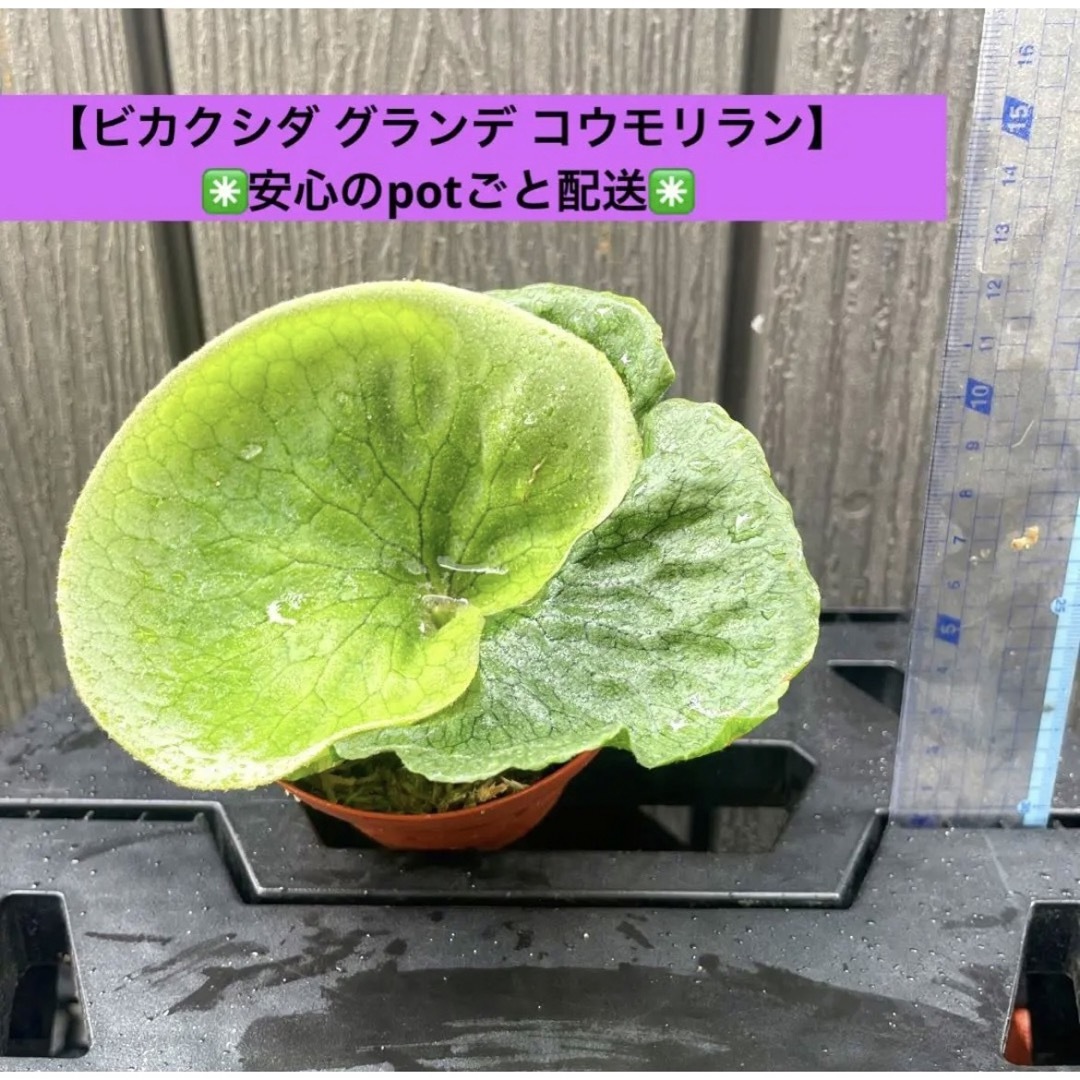 【ビカクシダ　グランデ　観葉植物　コウモリラン】✳️安心のpotごと配送✳️ | フリマアプリ ラクマ