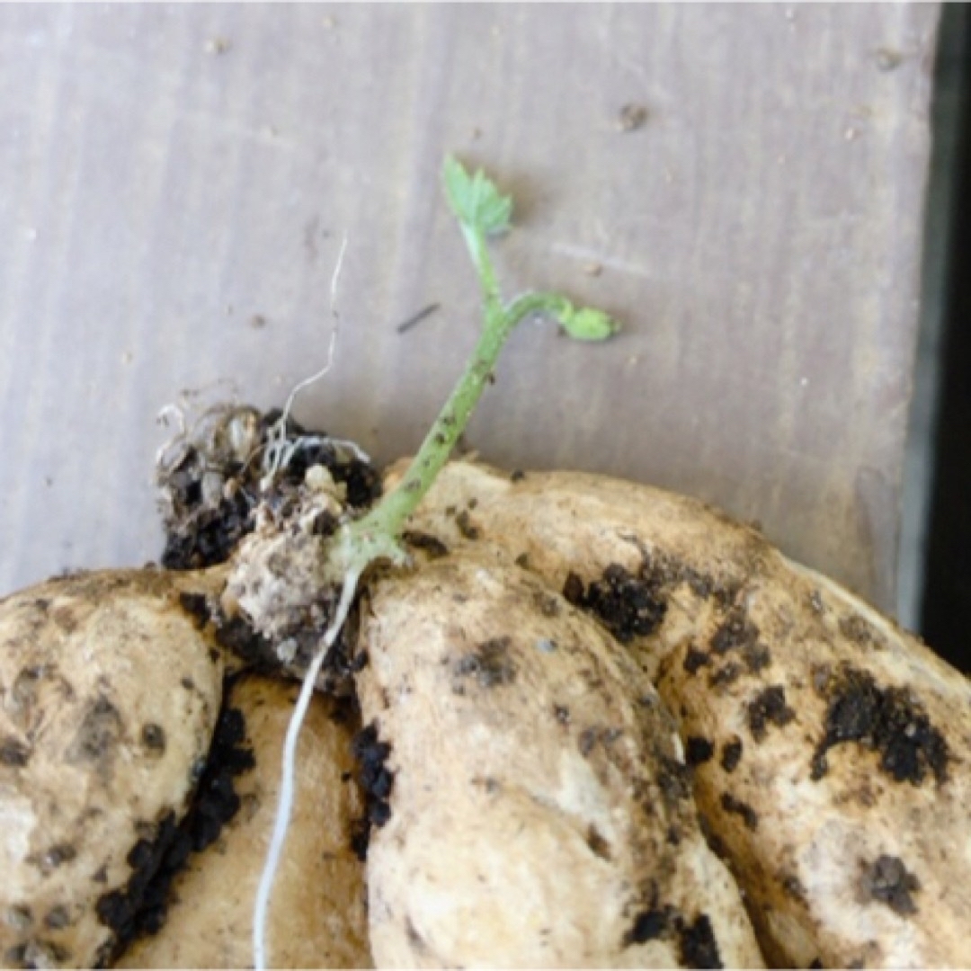 カラスウリ芽付球根とカラスウリ種10粒　烏瓜球根　根塊　植えるだけ　白い花 ハンドメイドのフラワー/ガーデン(プランター)の商品写真