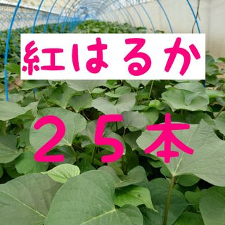 さつまいも苗【紅はるか２５本】【ウイルスフリー切り苗】(野菜)