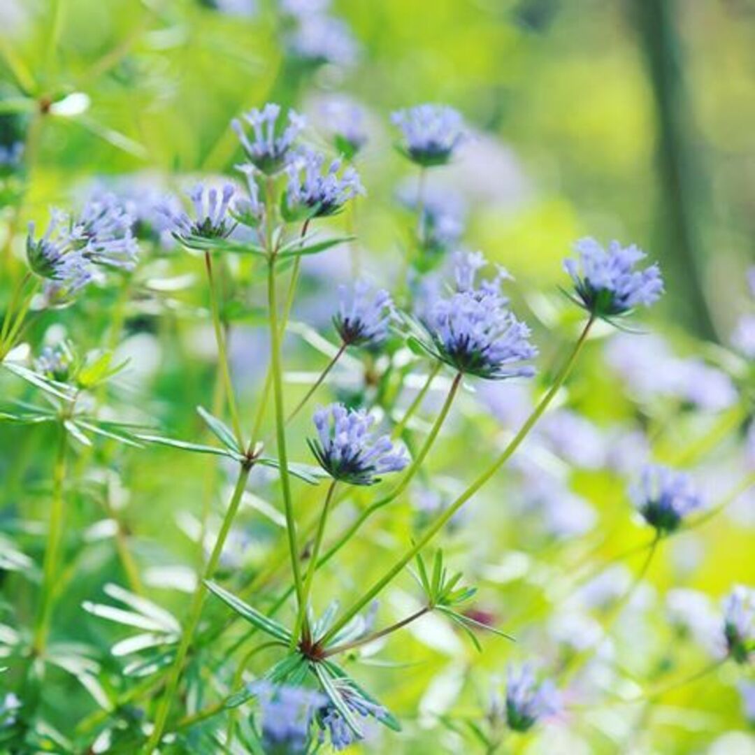 花の種　アスペルラ　 種子