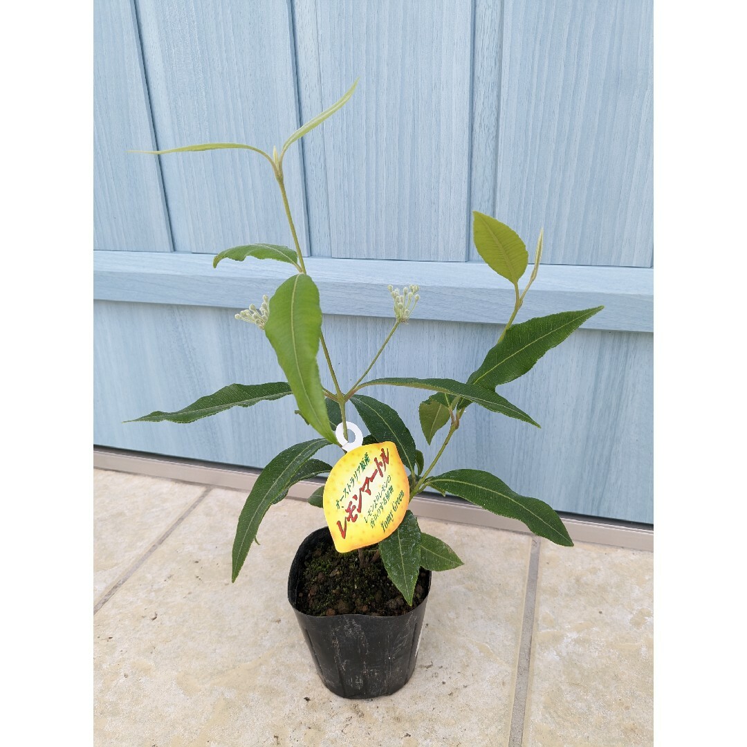 花は甘く葉はレモンの香り ☘ レモンマートル ☘ 苗 オージープランツ
