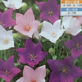 花の種           ４点おまとめ(プランター)