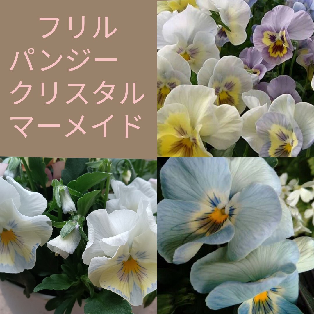 育て方付き❀水色パンジー*クリスタルマーメイド*花の種 エンタメ/ホビーのエンタメ その他(その他)の商品写真