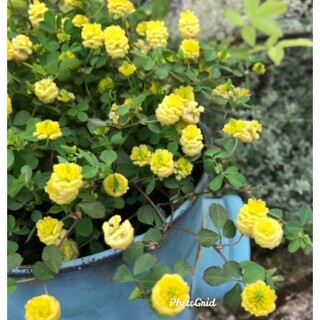 幸せの黄色クローバー　クスダマツメクサ　種　花(その他)
