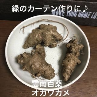 雲南百薬◇オカワカメ　根塊(その他)