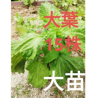 大葉　しそ　苗　15株【匿名配送】(野菜)