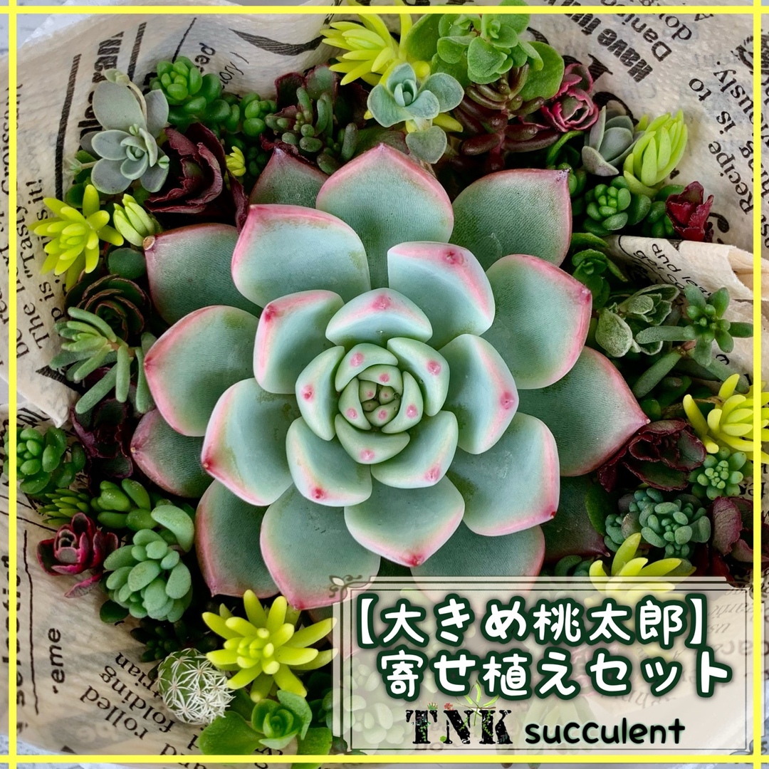 【大きめ桃太郎付き】寄せ植えセット　セダム大量カット ハンドメイドのフラワー/ガーデン(その他)の商品写真