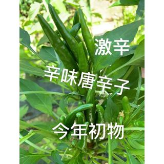 8.辛味唐辛子 25本無農薬生青トウガラシ 鷹の爪　初収穫(野菜)