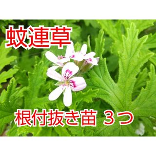 【根付き】蚊連草 抜き苗 3つ(その他)