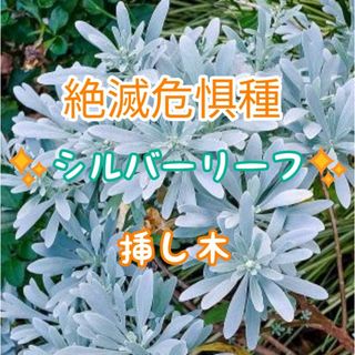 ☘️モクビャッコウ挿し木x7本③☘️絶滅危惧種 シルバーリーフ(ドライフラワー)