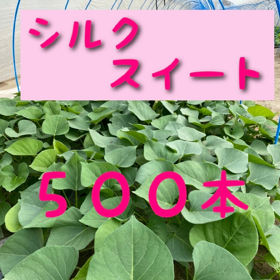 さつまいも苗【シルクスイート500本】【ウイルスフリー切り苗】 - 野菜