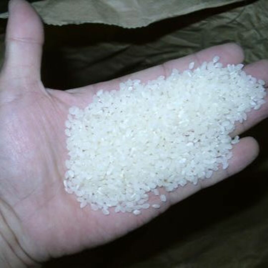 令和４年産新米コシヒカリ 玄米10kg（5kg×２袋）精米・分搗き精米・対応 食品/飲料/酒の食品(米/穀物)の商品写真