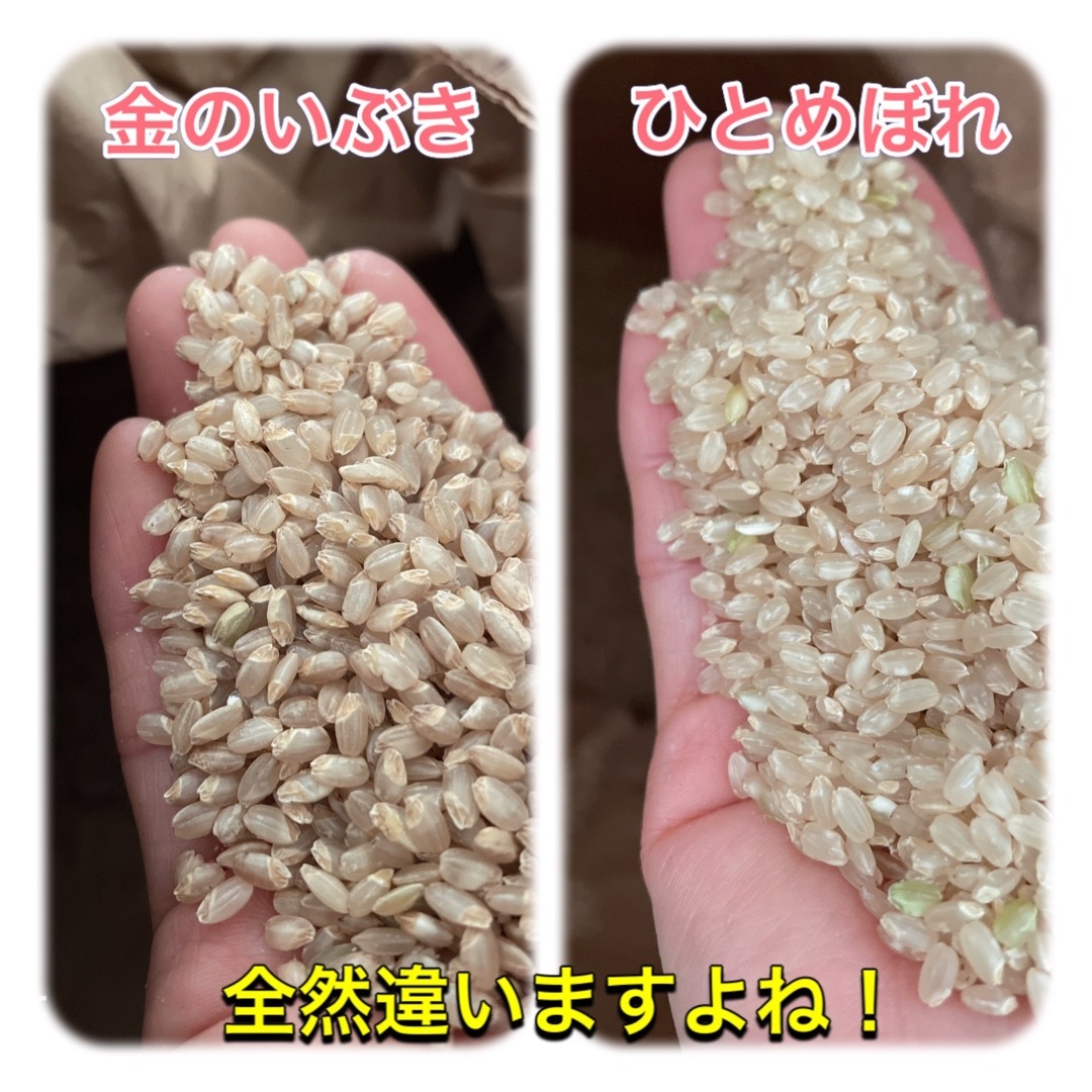 お米　玄米　農家直送】金のいぶき　米　2kg　by　chibita｜ラクマ　玄米食　特A米農家の通販