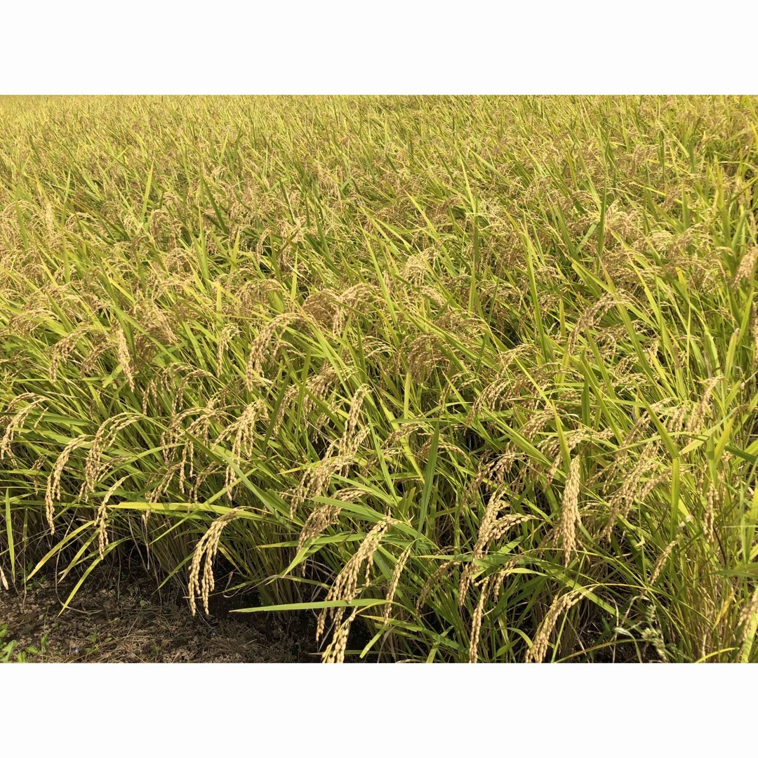 【農家直送】金のいぶき　10kg 玄米　玄米食　米　お米　特A米農家米/穀物