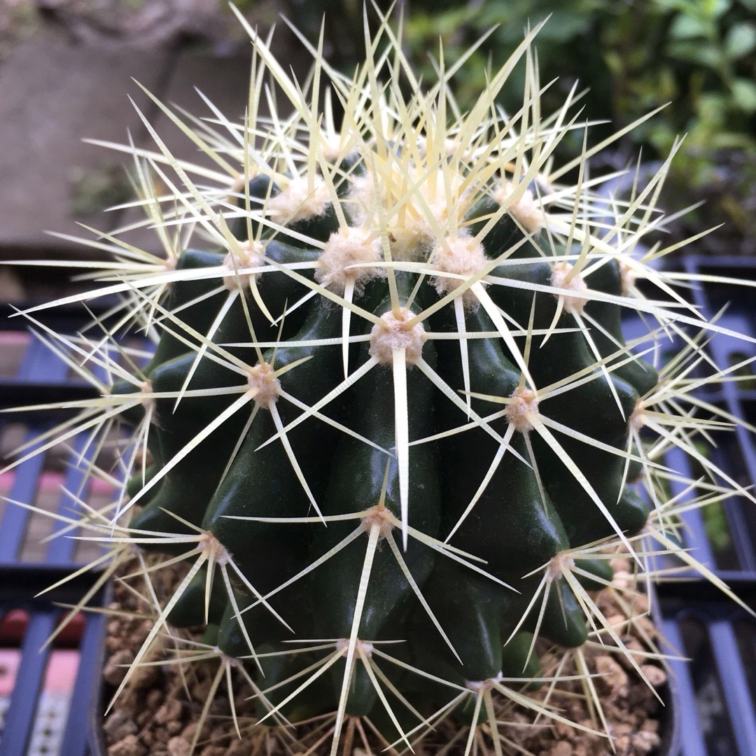 【激安】金鯱　キンシャチ　大株　サボテン　良株　美株　多肉植物　観葉植物　人気 ハンドメイドのフラワー/ガーデン(その他)の商品写真