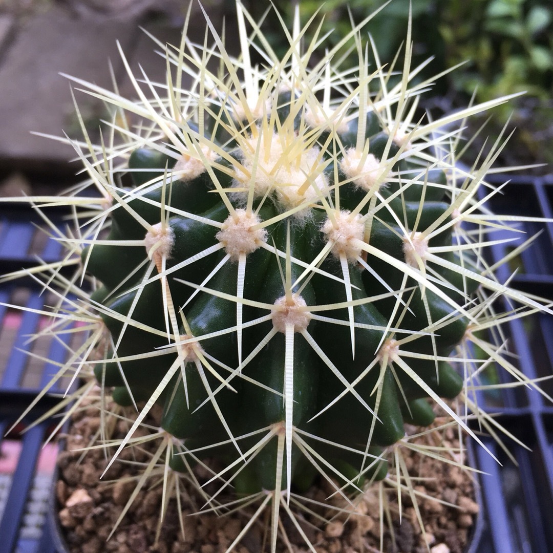 【激安】金鯱　キンシャチ　大株　サボテン　良株　美株　多肉植物　観葉植物　人気 ハンドメイドのフラワー/ガーデン(その他)の商品写真