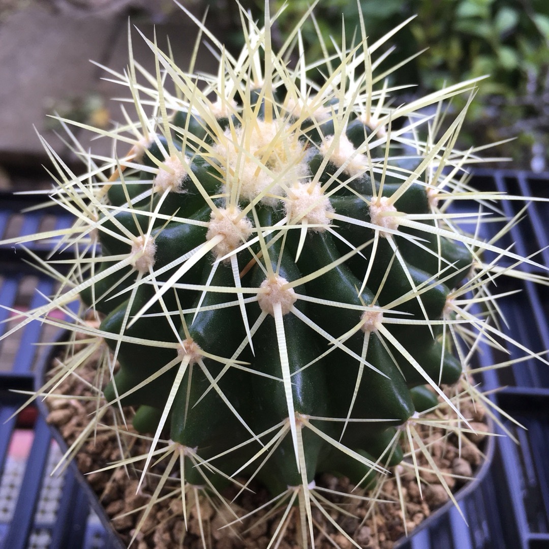 【激安】金鯱　キンシャチ　大株　サボテン　良株　美株　多肉植物　観葉植物　人気 ハンドメイドのフラワー/ガーデン(その他)の商品写真