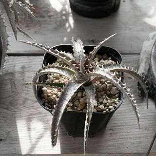 ディッキア　ブラックアイス　Dyckia(その他)