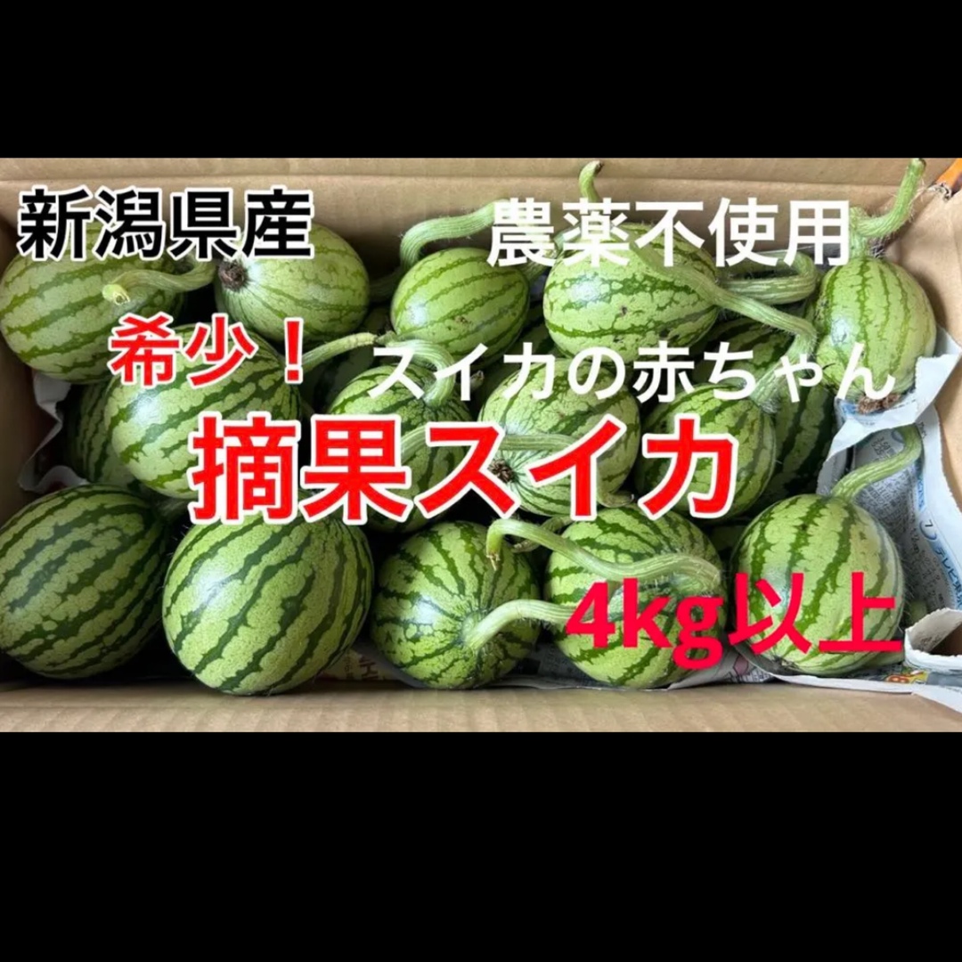 7/2迄！新鮮！採りたて　希少！農薬不使用　新潟県産ブランド摘果スイカ4kg 食品/飲料/酒の食品(野菜)の商品写真