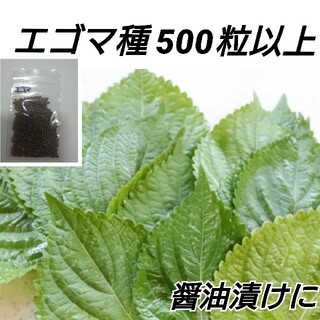 エゴマ黒種 500粒以上【固定種】(プランター)