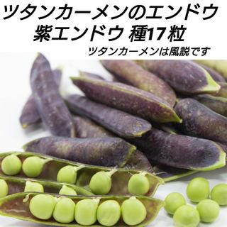 ツタンカーメンエンドウ（紫エンドウ）種17粒【固定種】(プランター)