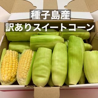 恵味ゴールド とうもろこし 訳あり品(野菜)