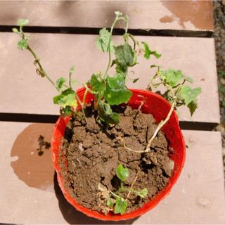 カラスウリ芽付球根とカラスウリ種10粒　烏瓜球根　根塊　植えるだけ　白い花(プランター)