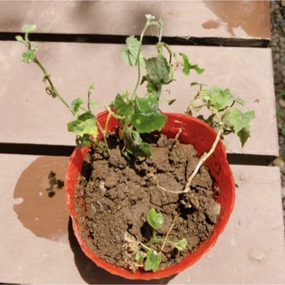 カラスウリ芽付球根とカラスウリ種10粒　烏瓜球根　根塊　植えるだけ　白い花(プランター)