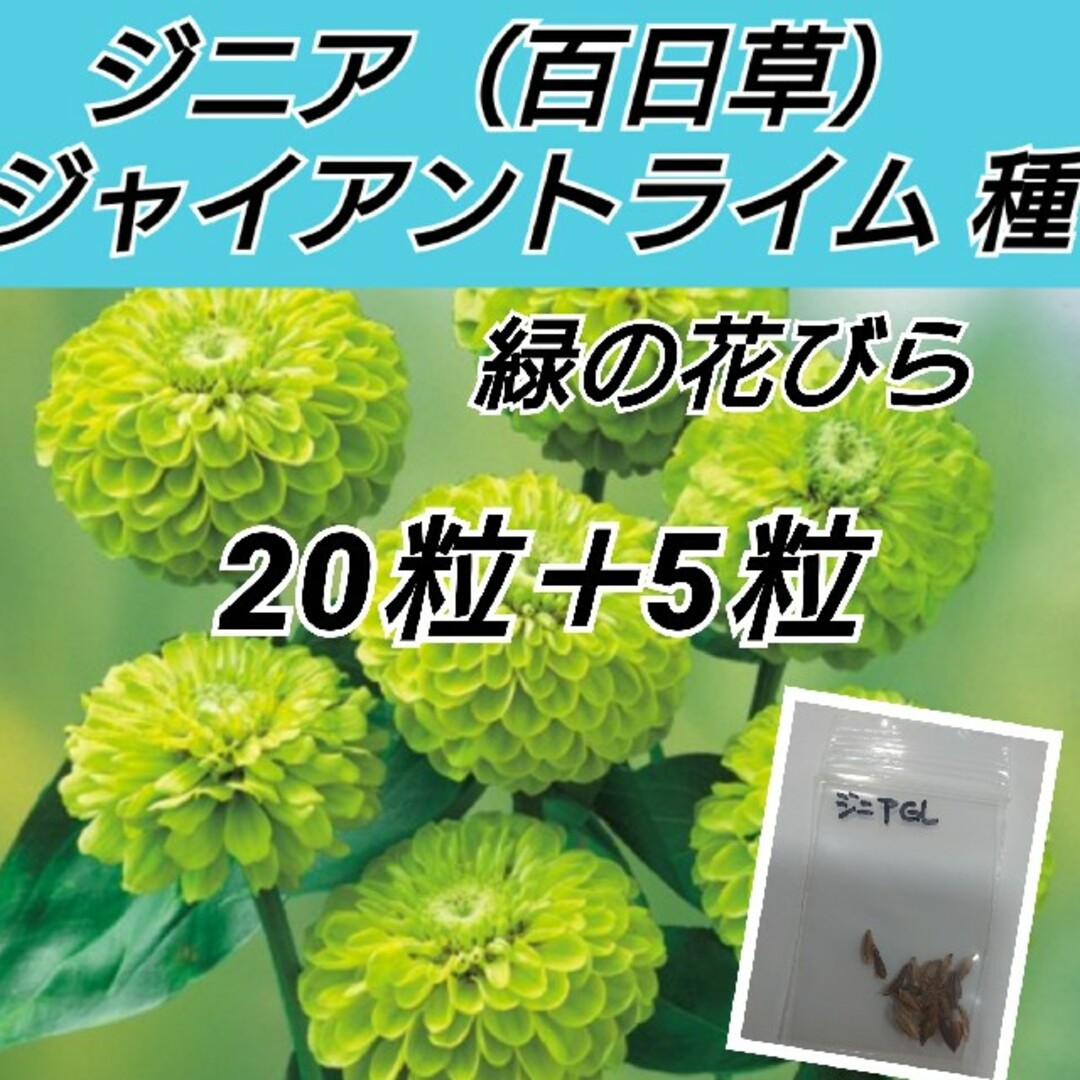 ジニア（百日草）ジャイアントライム 花種20＋5粒 ハンドメイドのフラワー/ガーデン(プランター)の商品写真