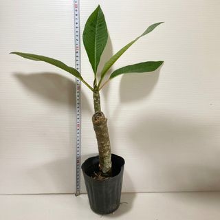 〈観葉植物〉プルメリアの苗(送料込み)(その他)