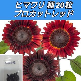 ヒマワリ 花種 プロカットレッド（F1）20粒(プランター)