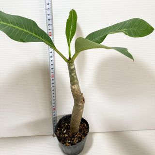 〈観葉植物〉プルメリアの苗〈送料込み〉(その他)