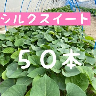 さつまいも苗【シルクスイート５０本】【ウイルスフリー切り苗】(野菜)