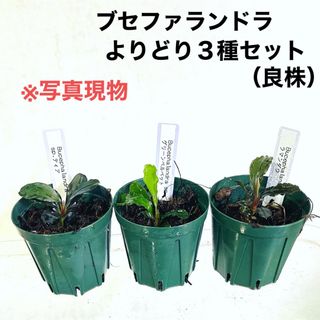 ◆専用◆ブセファランドラSP.3種セット（良株） #ブセさかな屋 水草　クダカン(アクアリウム)