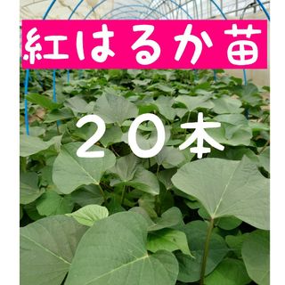 さつまいも苗【紅はるか２０本】【ウイルスフリー切り苗】(野菜)