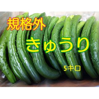 規格外 きゅうり(野菜)