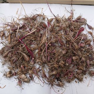 アサツキ 球根  北海道産  150球①R   (ゆうパケット発送)(野菜)