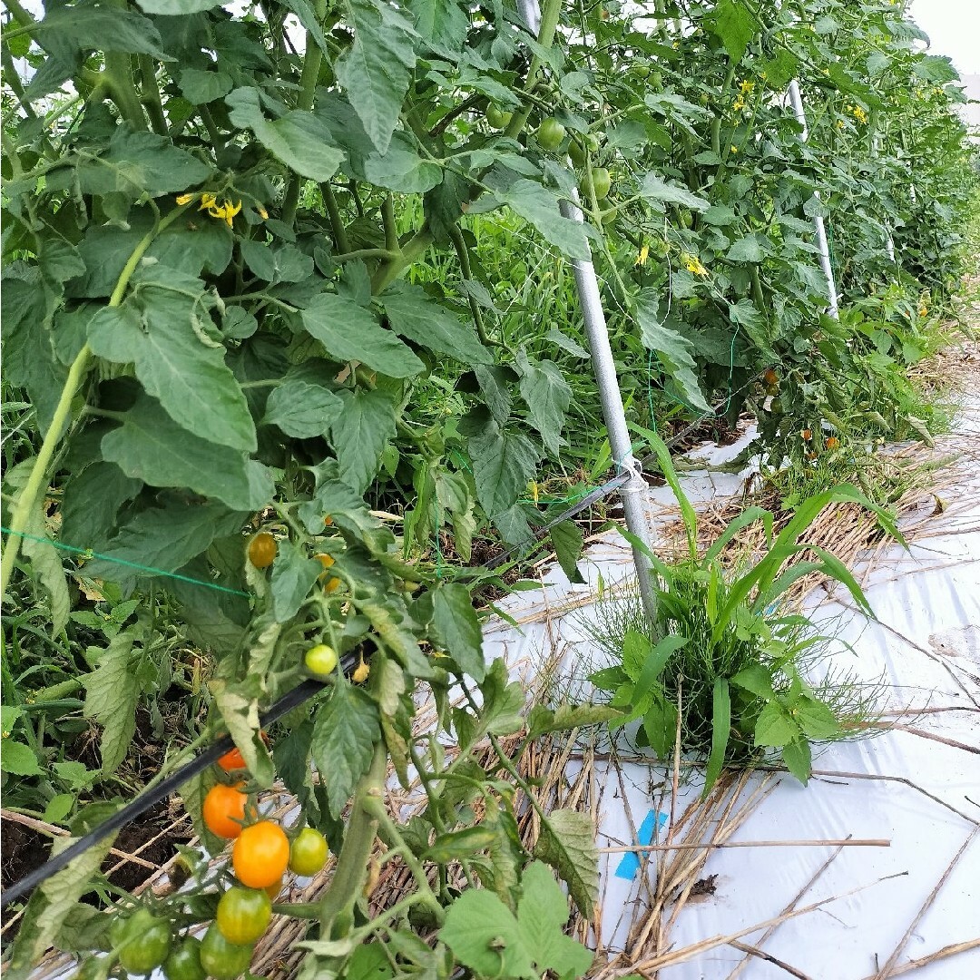 農家直送！夏野菜詰め合わせ80サイズ 食品/飲料/酒の食品(野菜)の商品写真