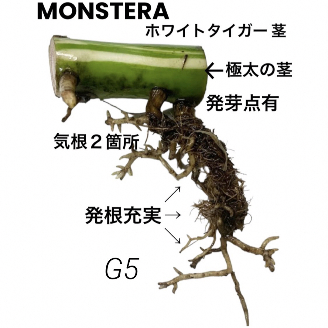 G5【極上✨️極太茎‼️ 】ハーフムーン  斑入りモンステラ ホワイトタイガー